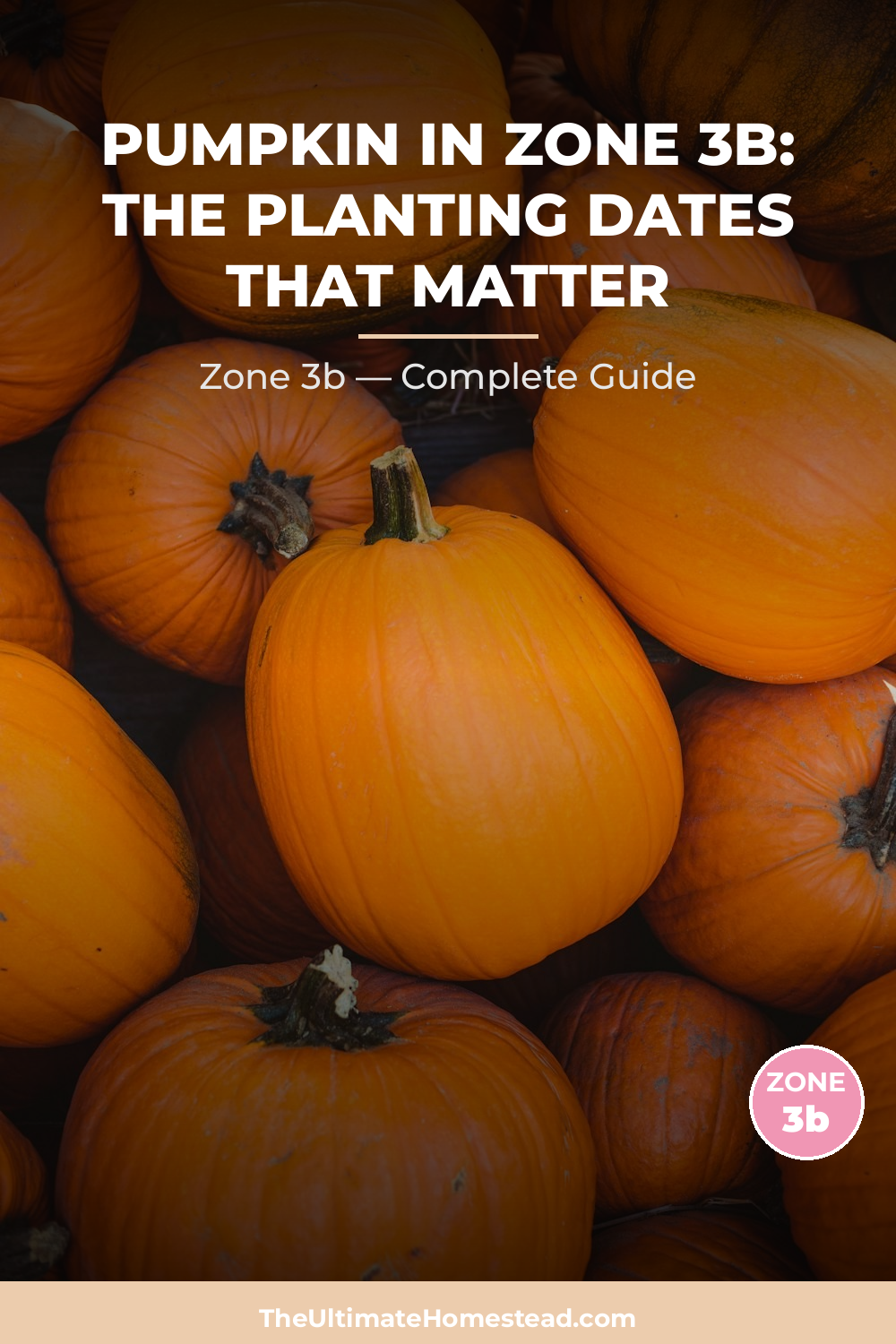 When to Plant Pumpkin in Zone 3b