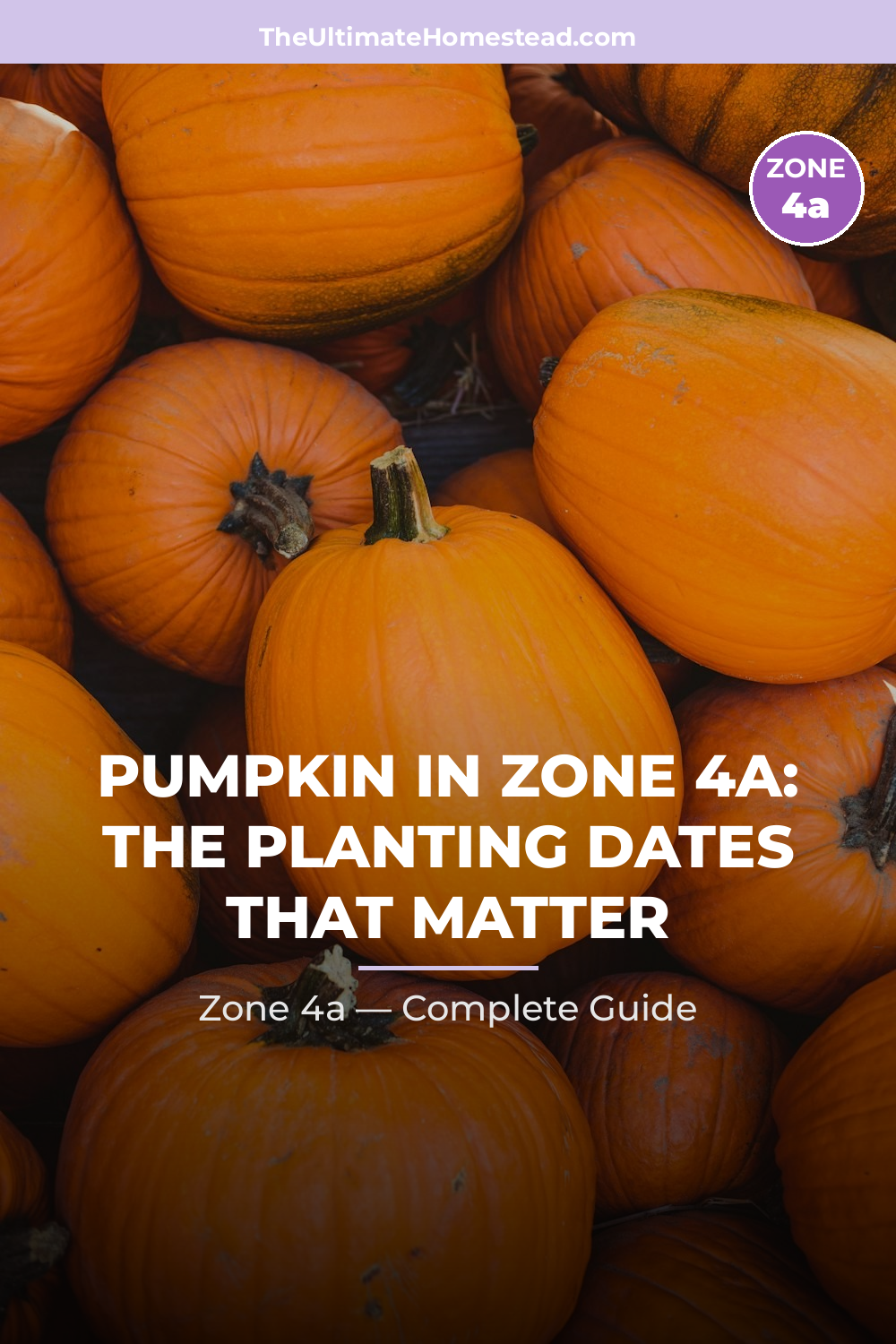 When to Plant Pumpkin in Zone 4a