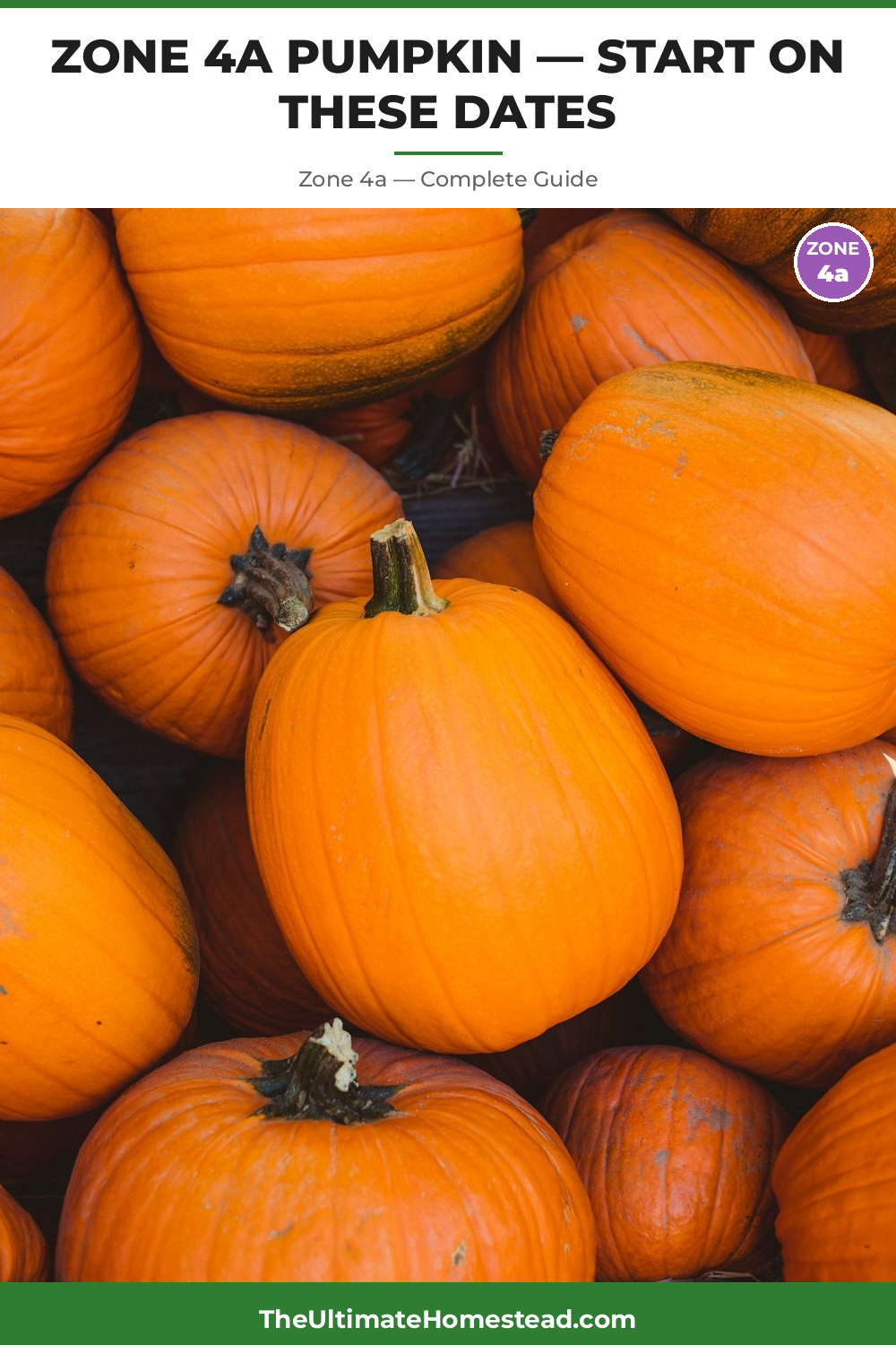 When to Plant Pumpkin in Zone 4a