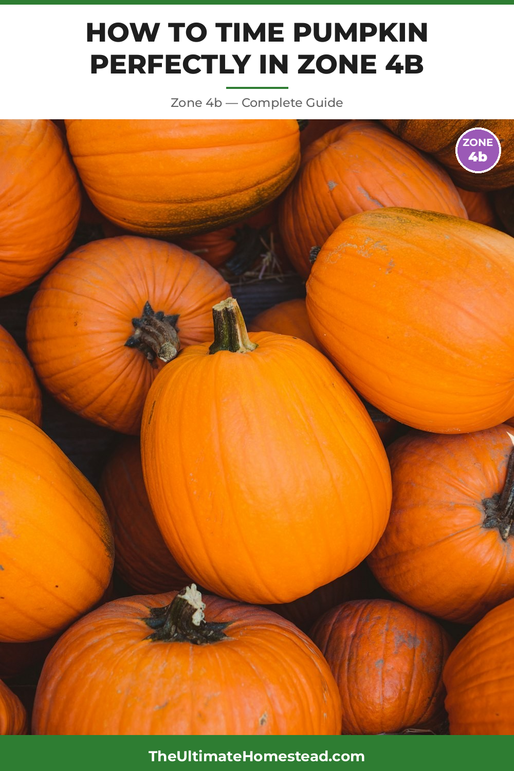 When to Plant Pumpkin in Zone 4b