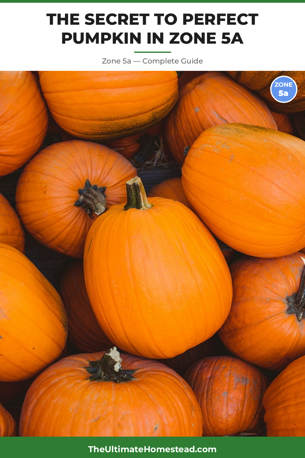 When to Plant Pumpkin in Zone 5a