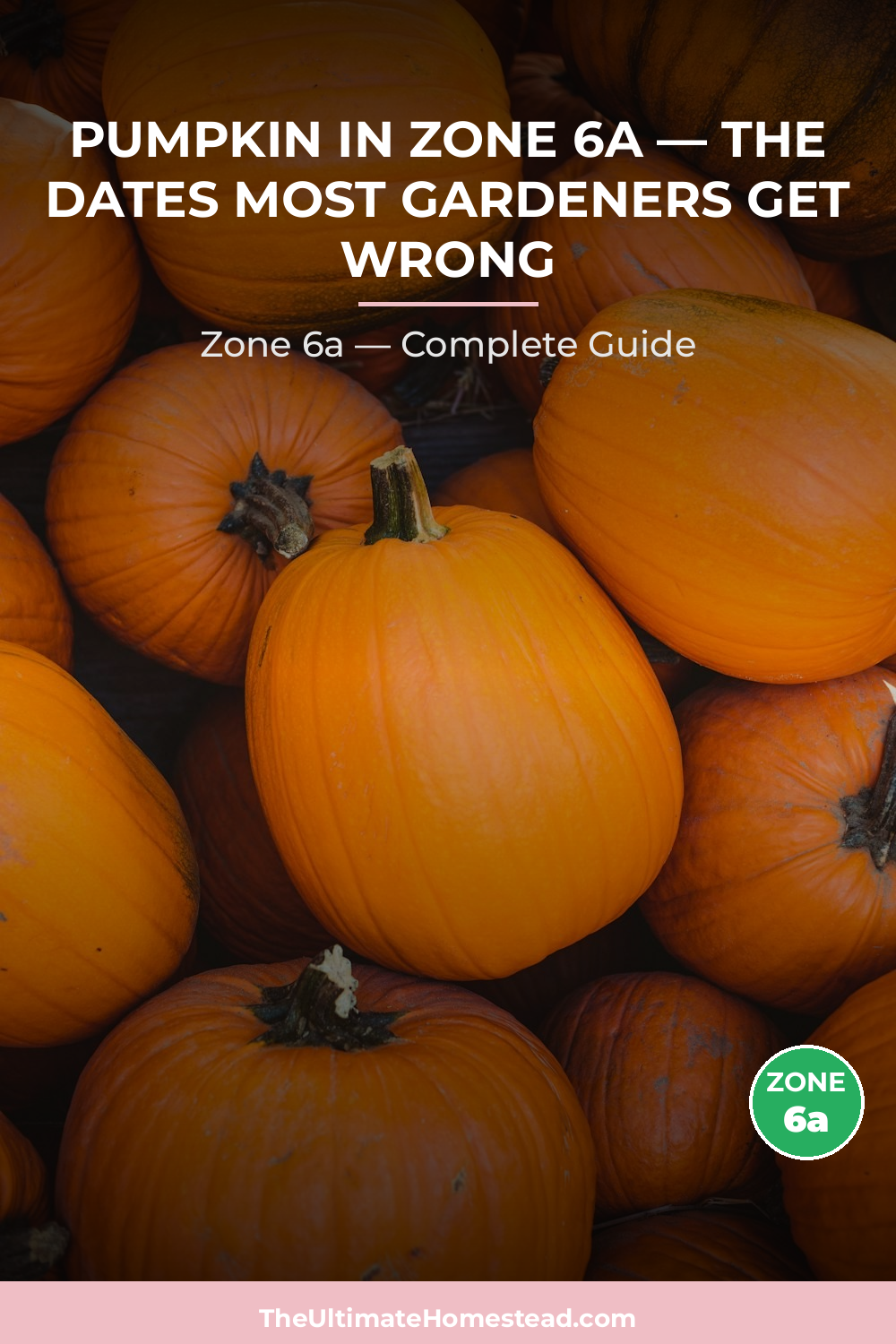 When to Plant Pumpkin in Zone 6a