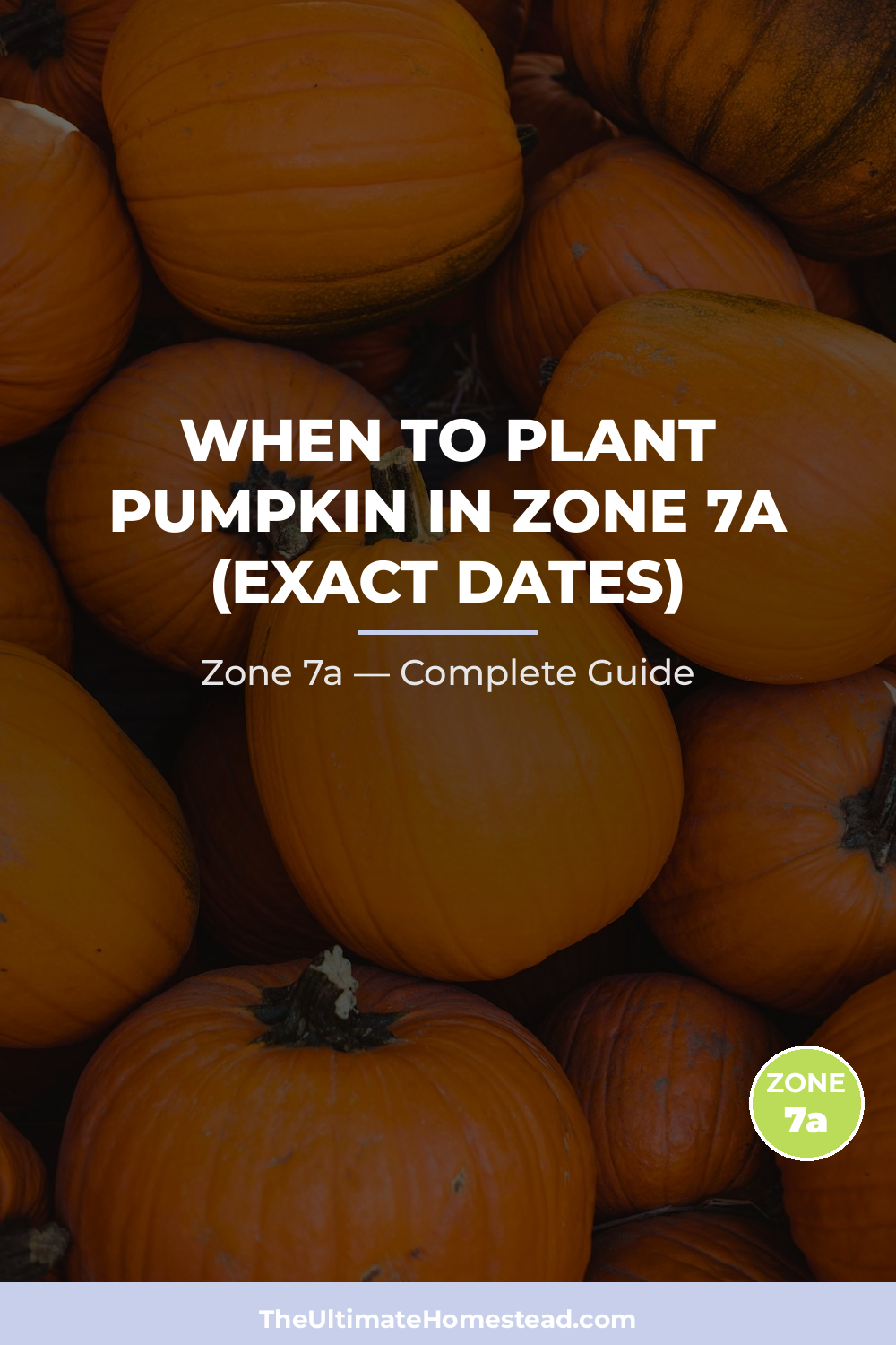 When to Plant Pumpkin in Zone 7a