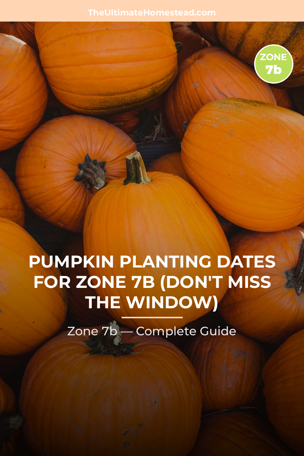 When to Plant Pumpkin in Zone 7b
