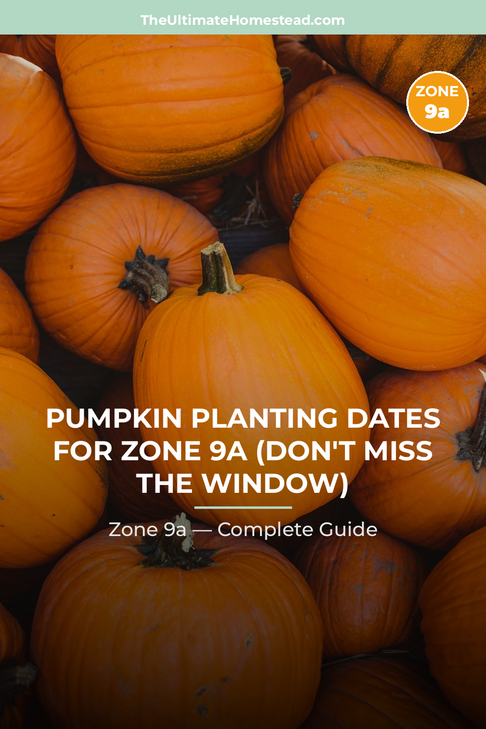 When to Plant Pumpkin in Zone 9a