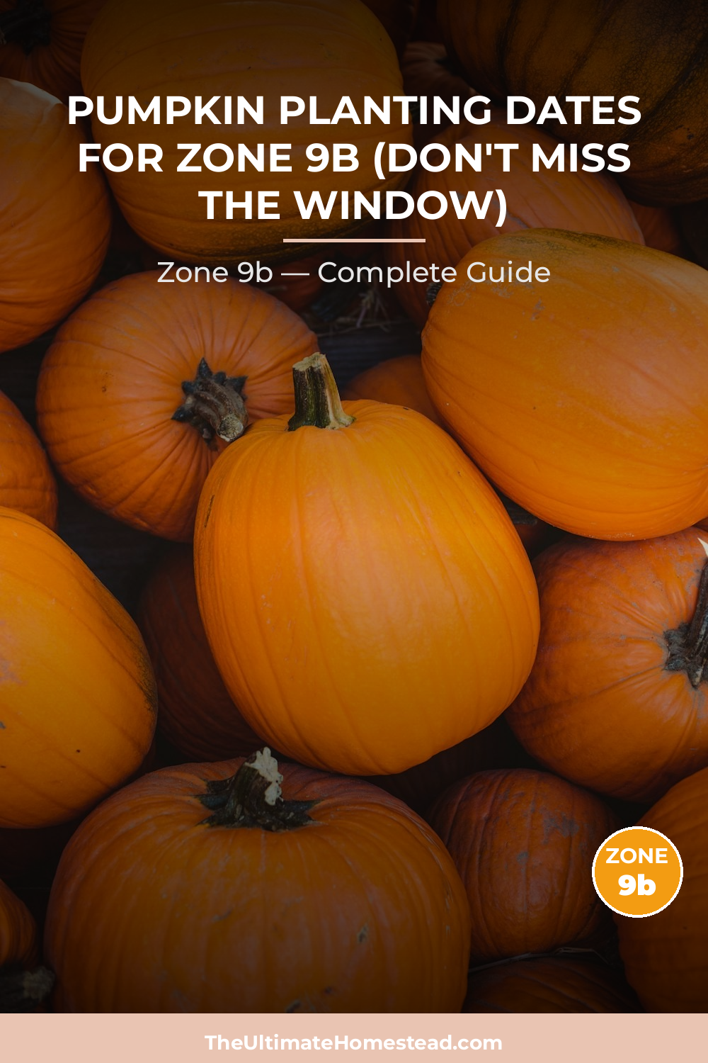 When to Plant Pumpkin in Zone 9b