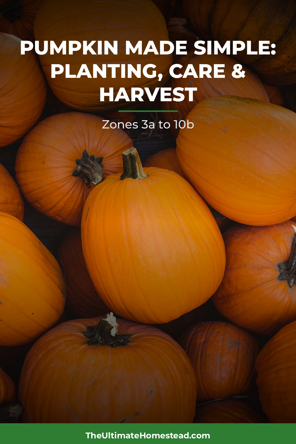 Pumpkin Planting Guide