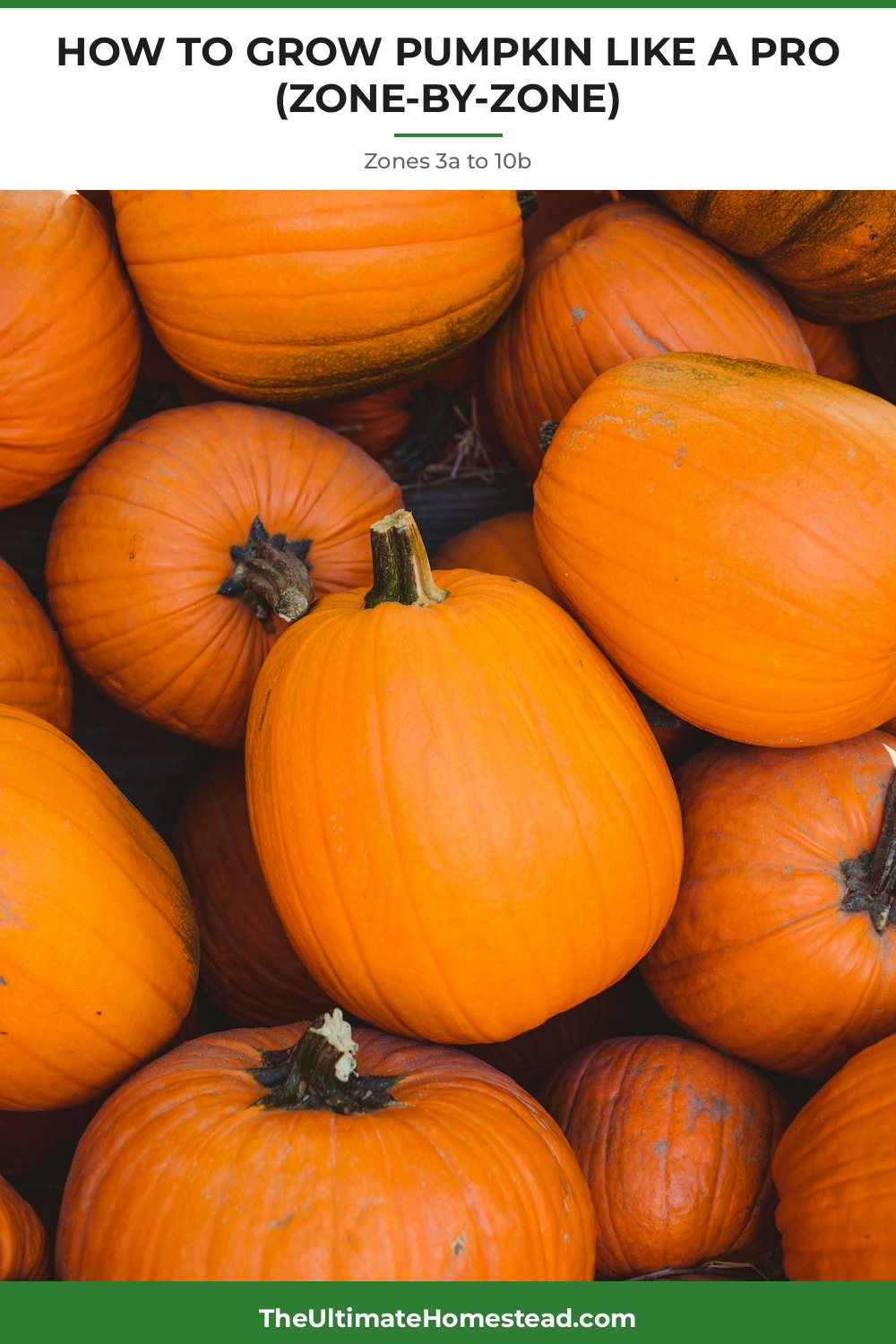 Pumpkin Planting Guide