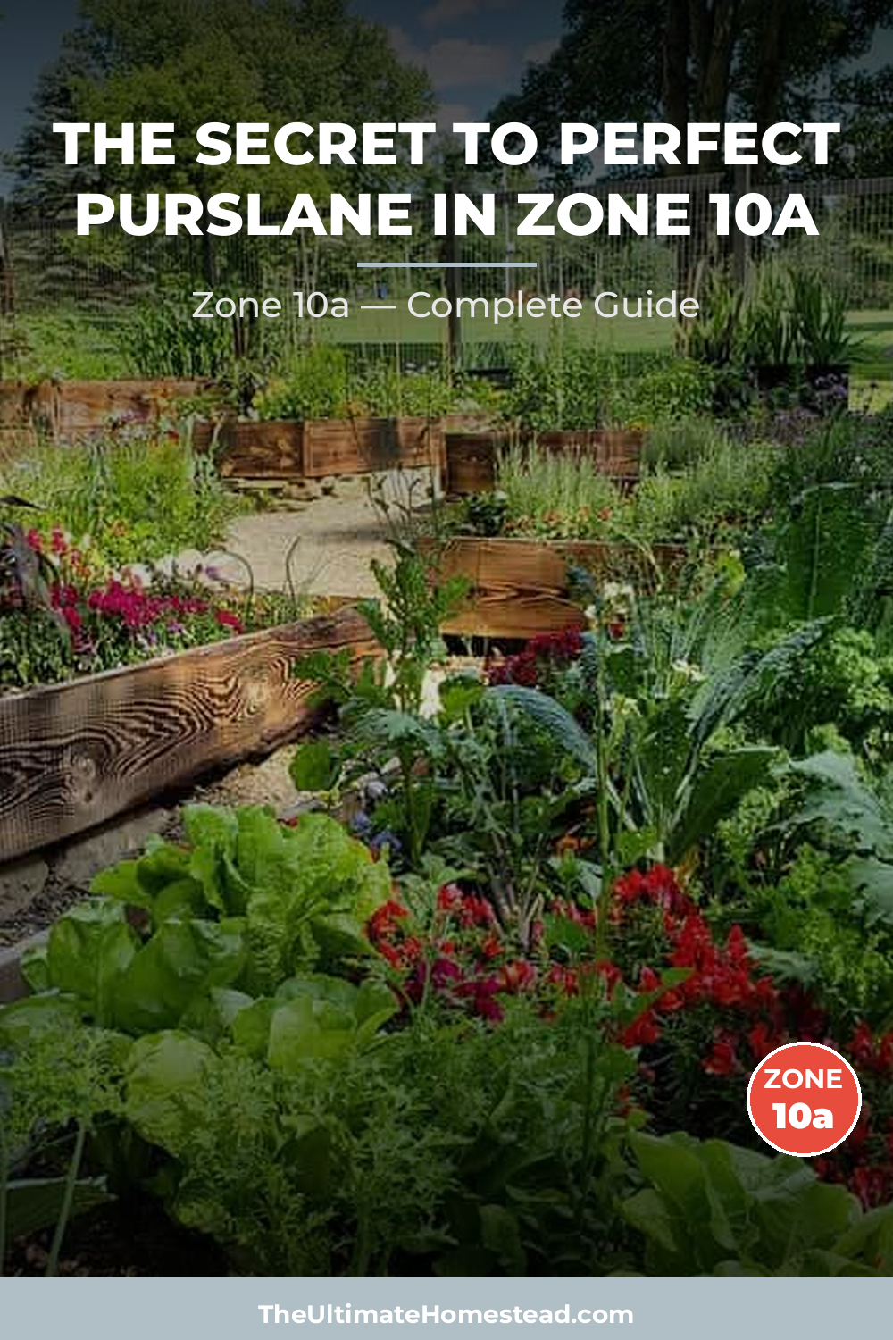 When to Plant Purslane in Zone 10a