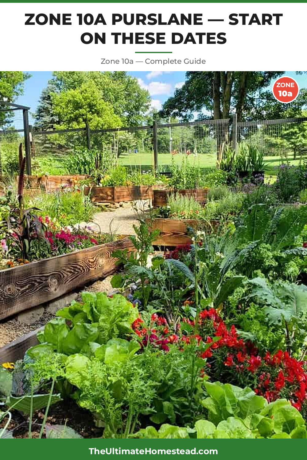When to Plant Purslane in Zone 10a