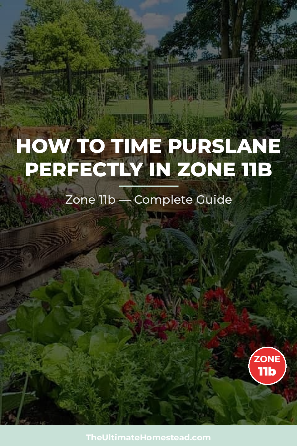 When to Plant Purslane in Zone 11b