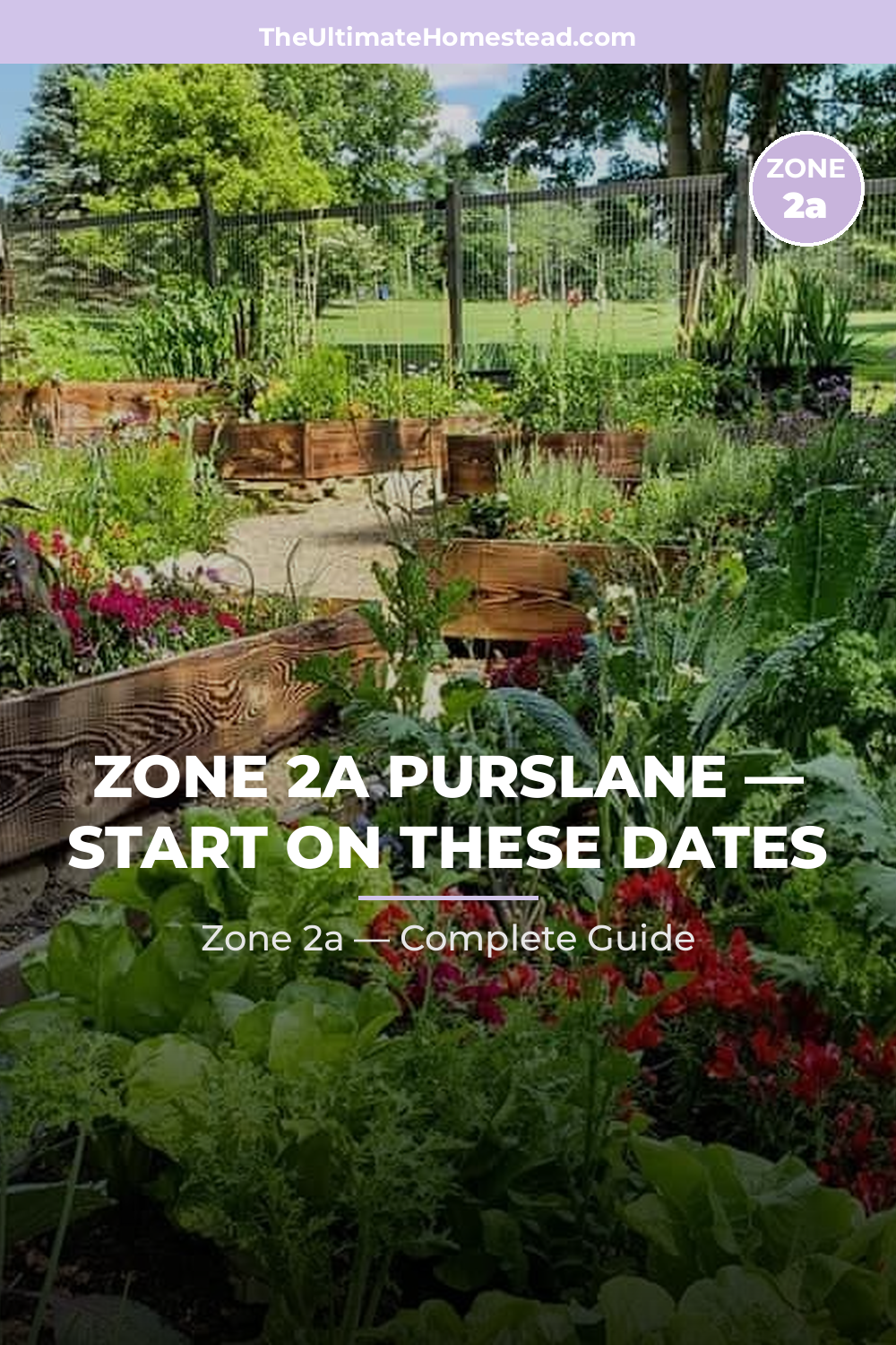 When to Plant Purslane in Zone 2a