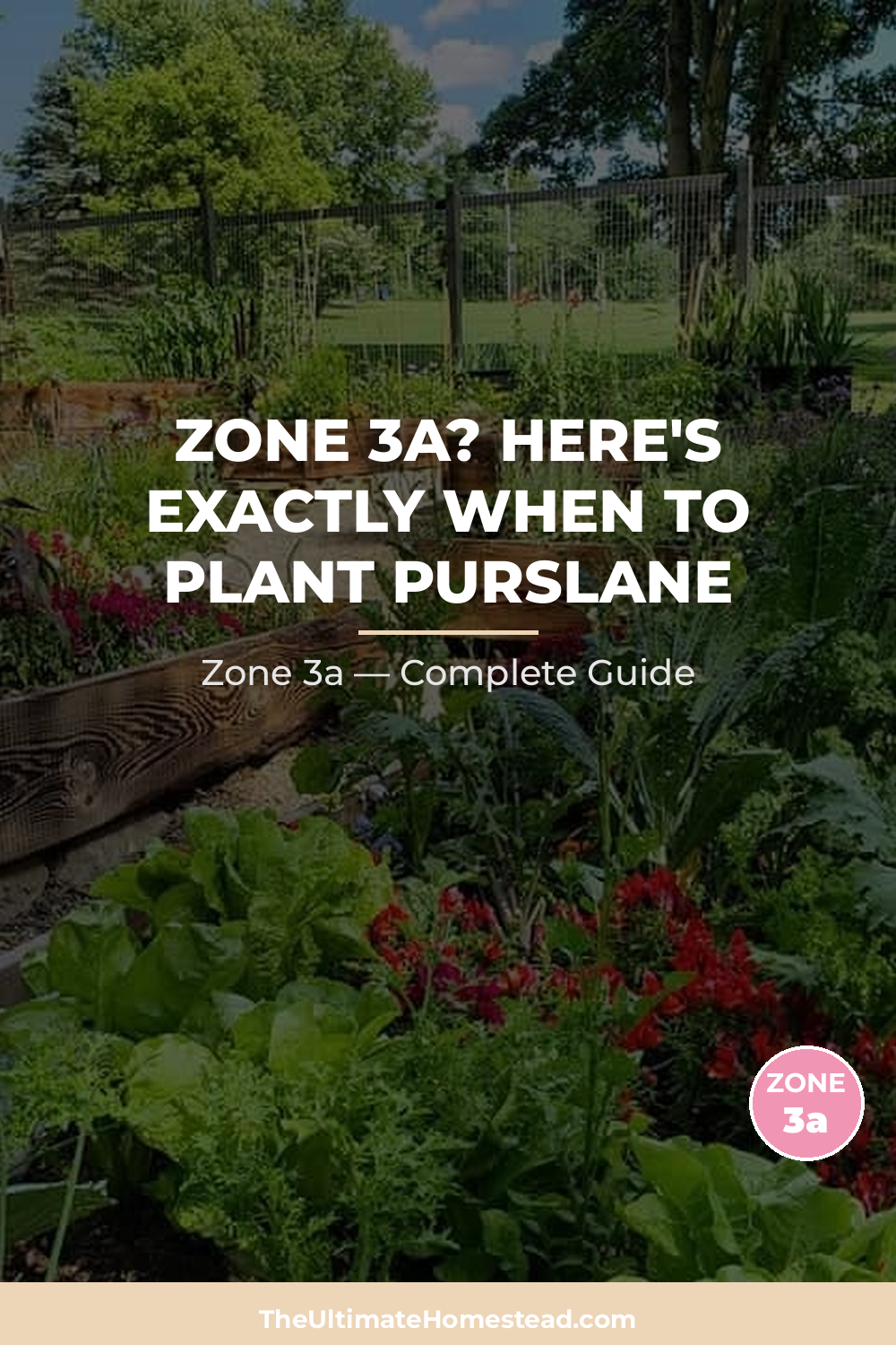 When to Plant Purslane in Zone 3a