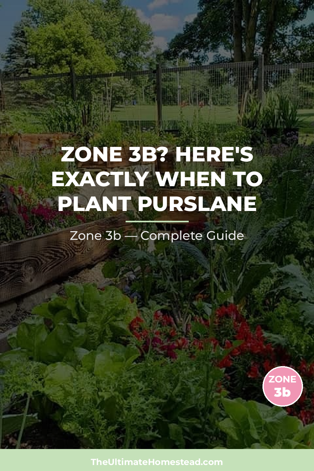 When to Plant Purslane in Zone 3b