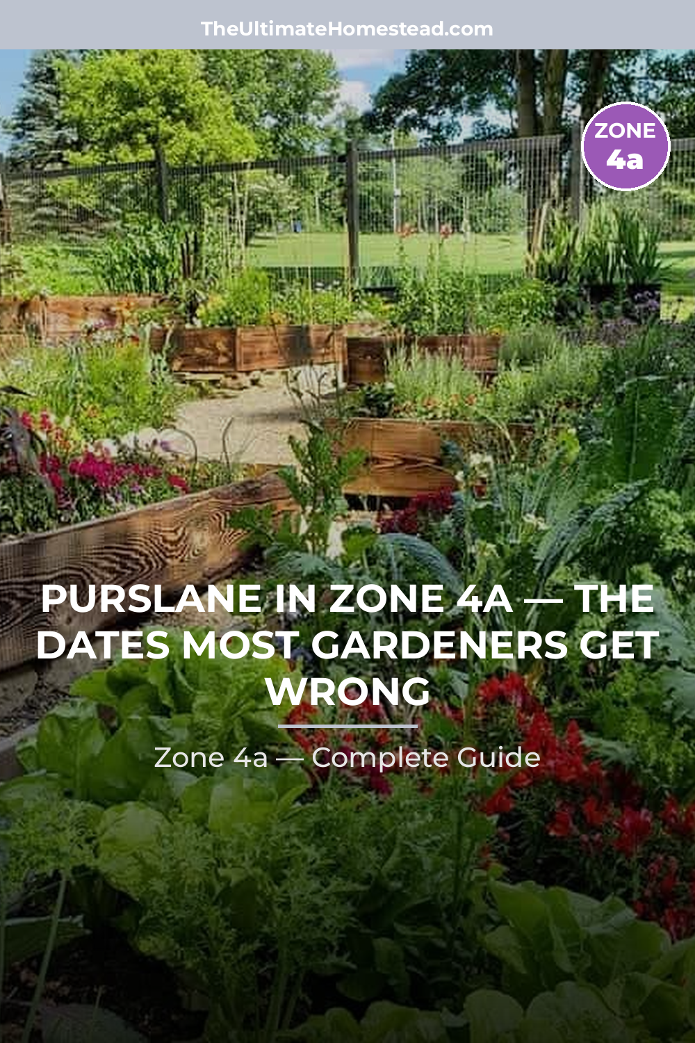 When to Plant Purslane in Zone 4a