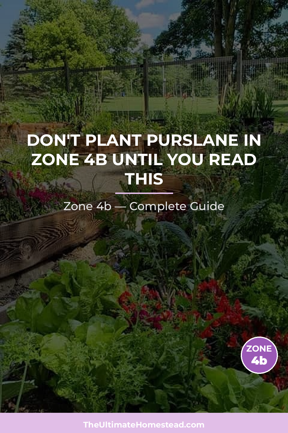 When to Plant Purslane in Zone 4b
