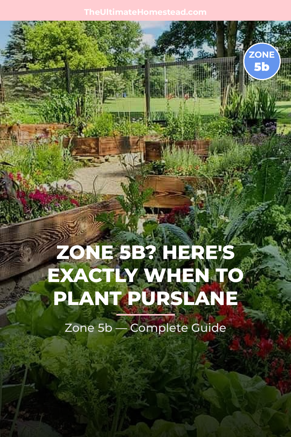 When to Plant Purslane in Zone 5b