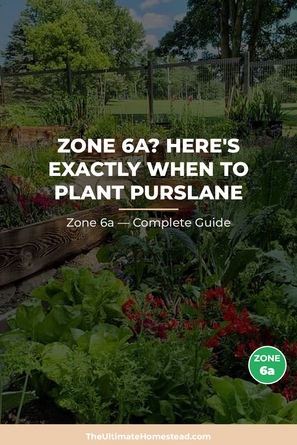When to Plant Purslane in Zone 6a