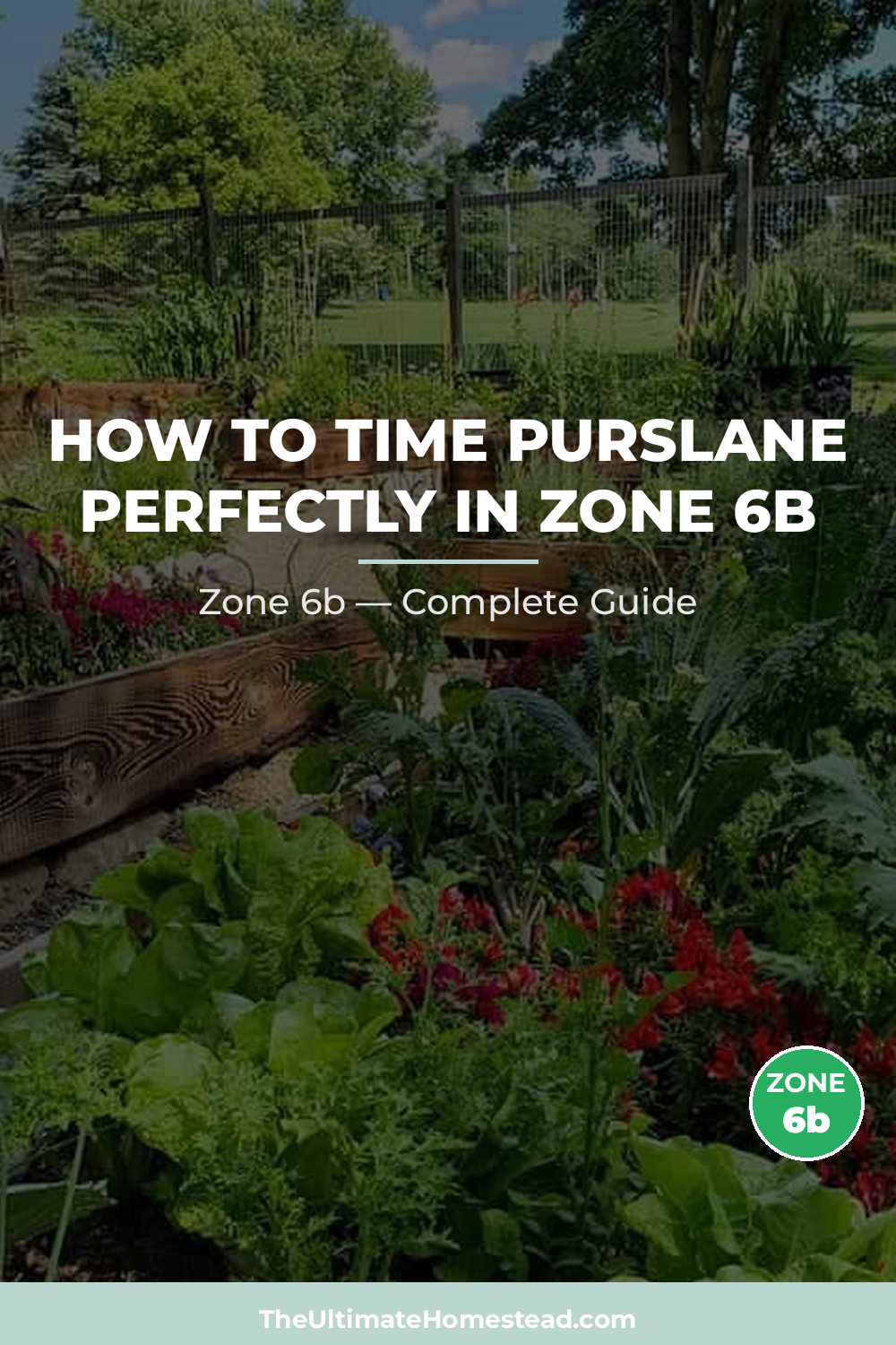 When to Plant Purslane in Zone 6b