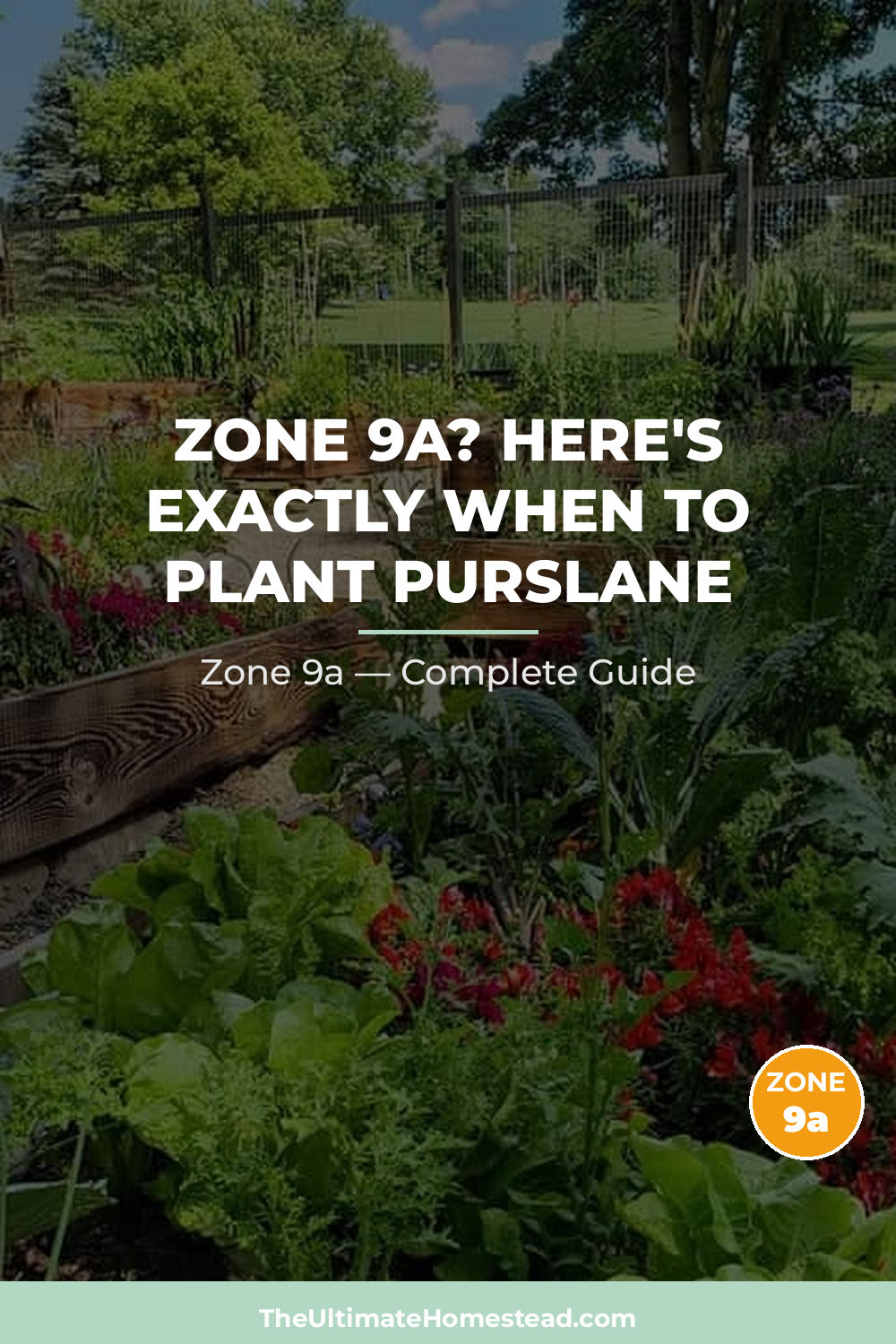 When to Plant Purslane in Zone 9a