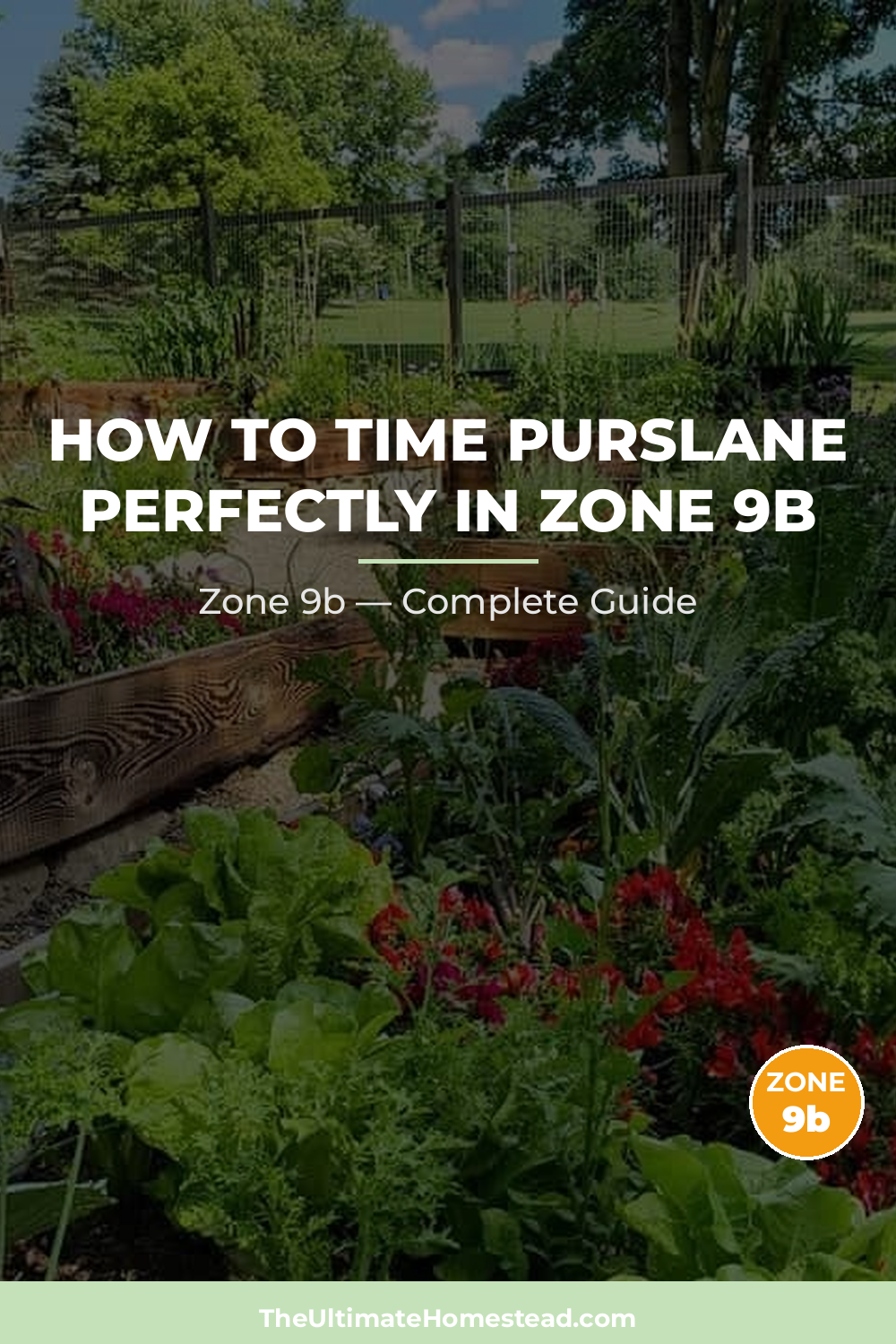 When to Plant Purslane in Zone 9b