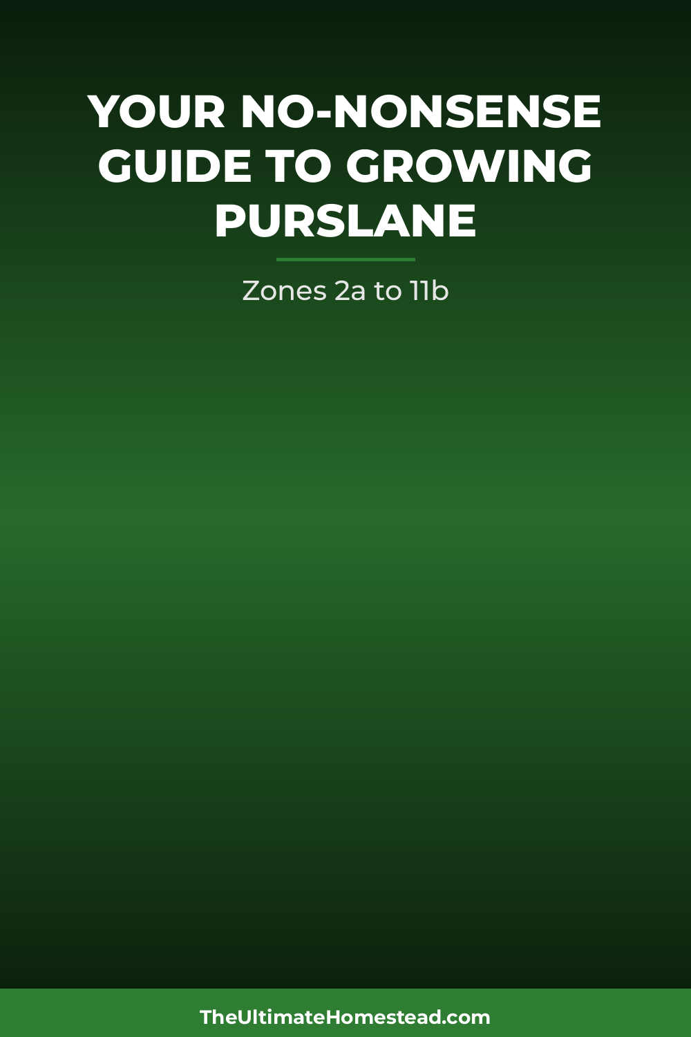 Purslane Planting Guide