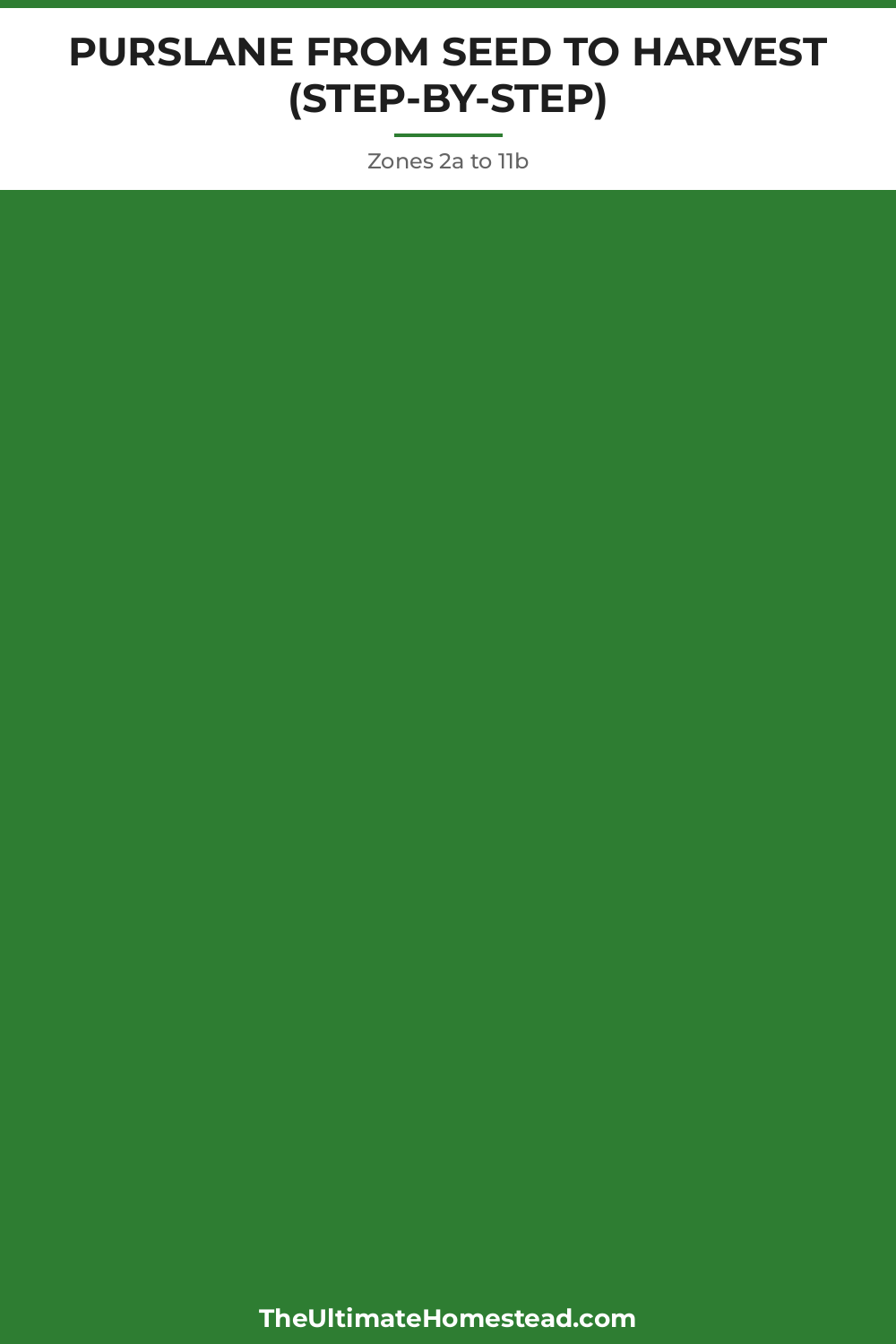 Purslane Planting Guide