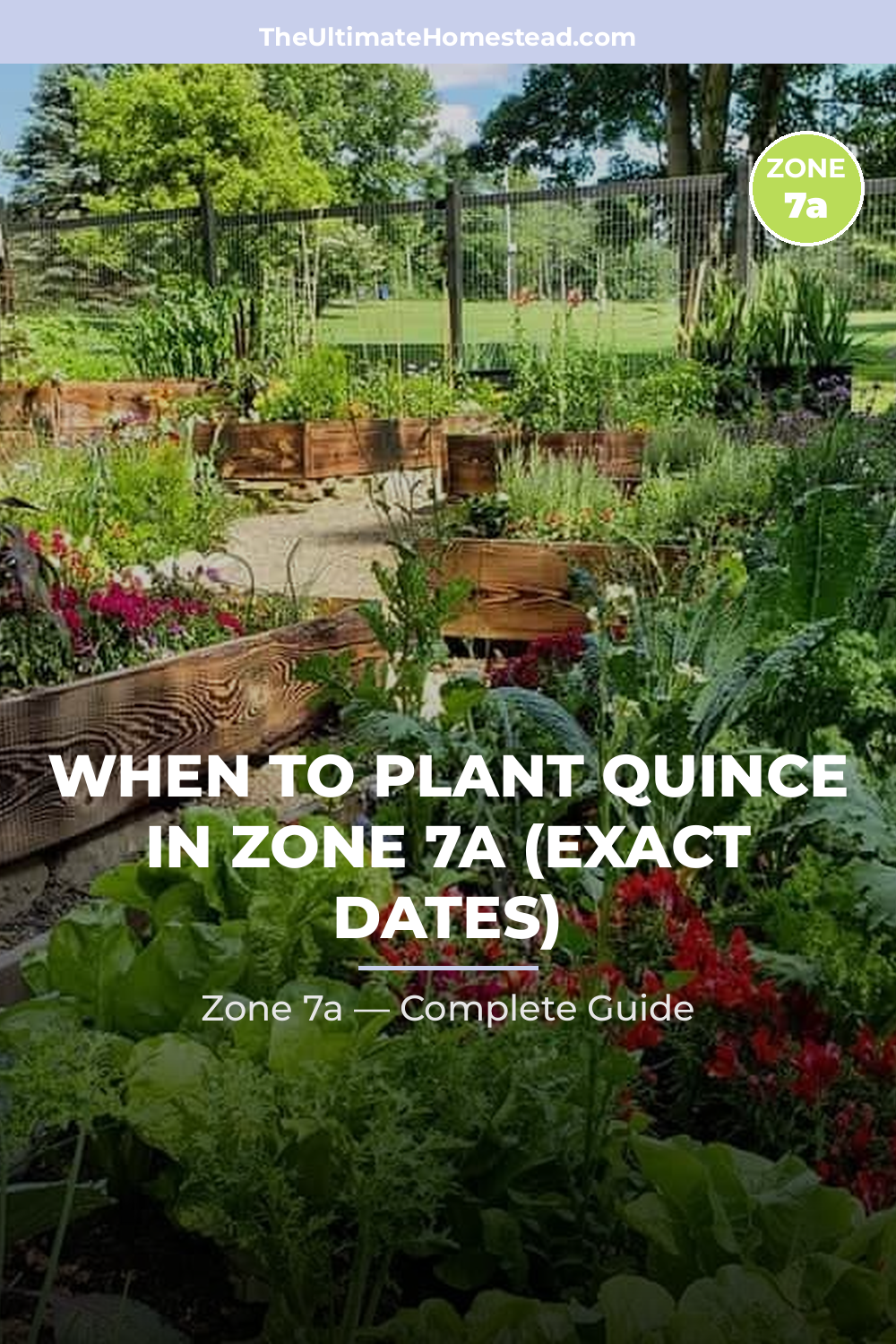 When to Plant Quince in Zone 7a