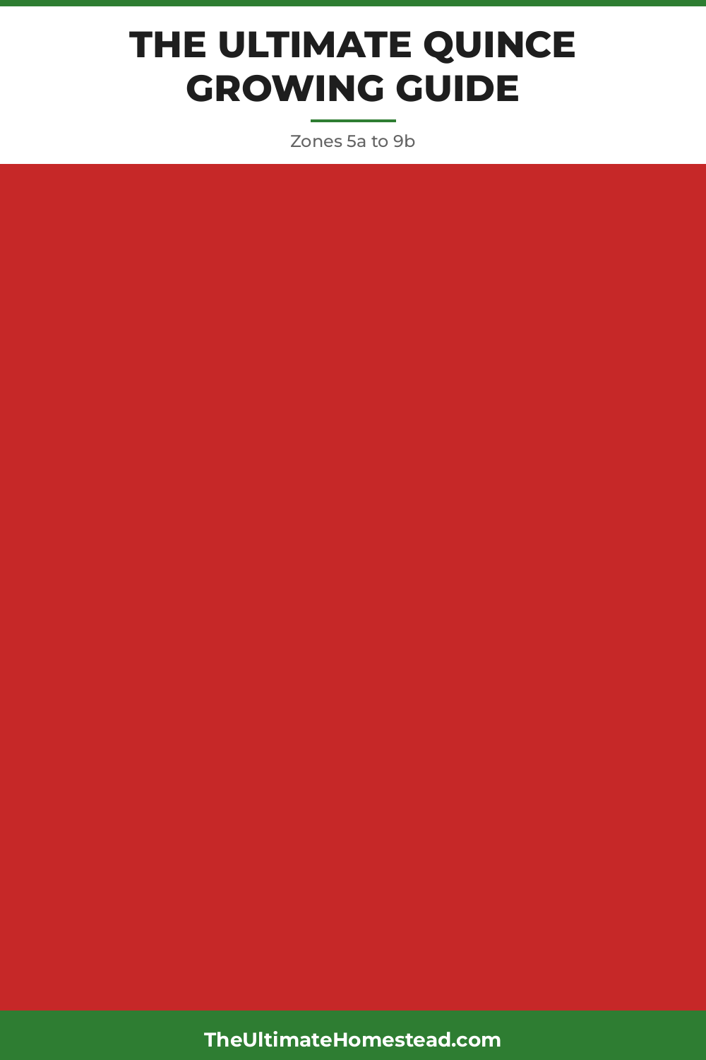 Quince Planting Guide