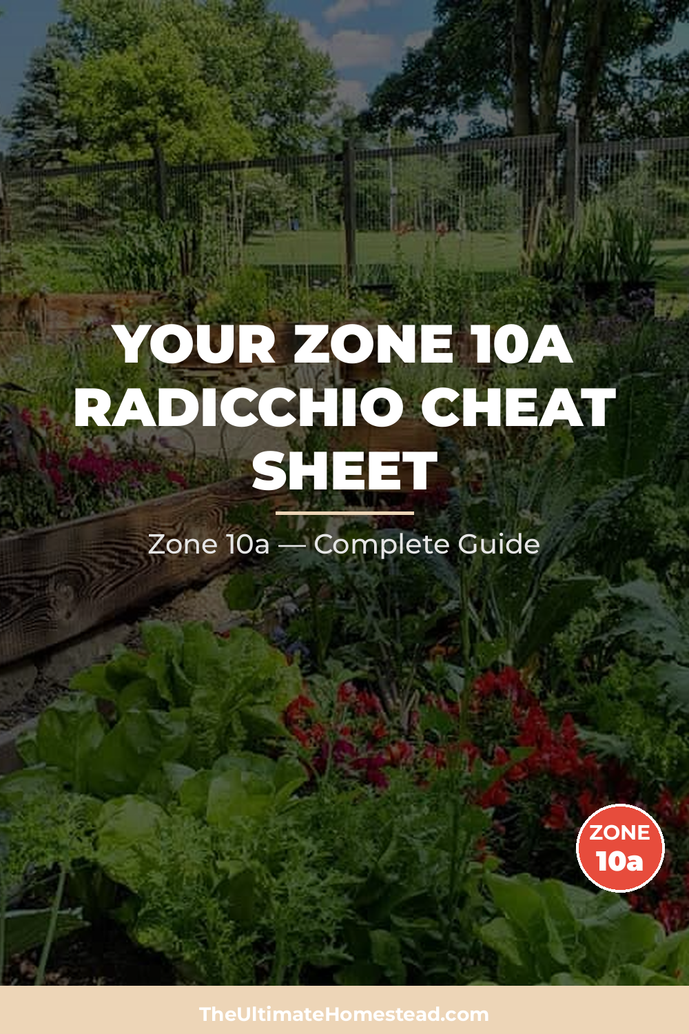 When to Plant Radicchio in Zone 10a