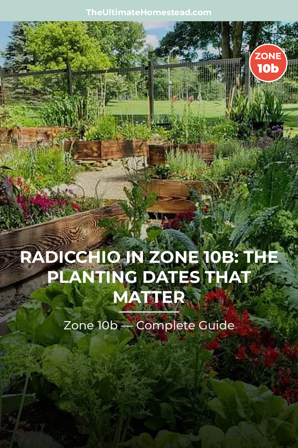 When to Plant Radicchio in Zone 10b