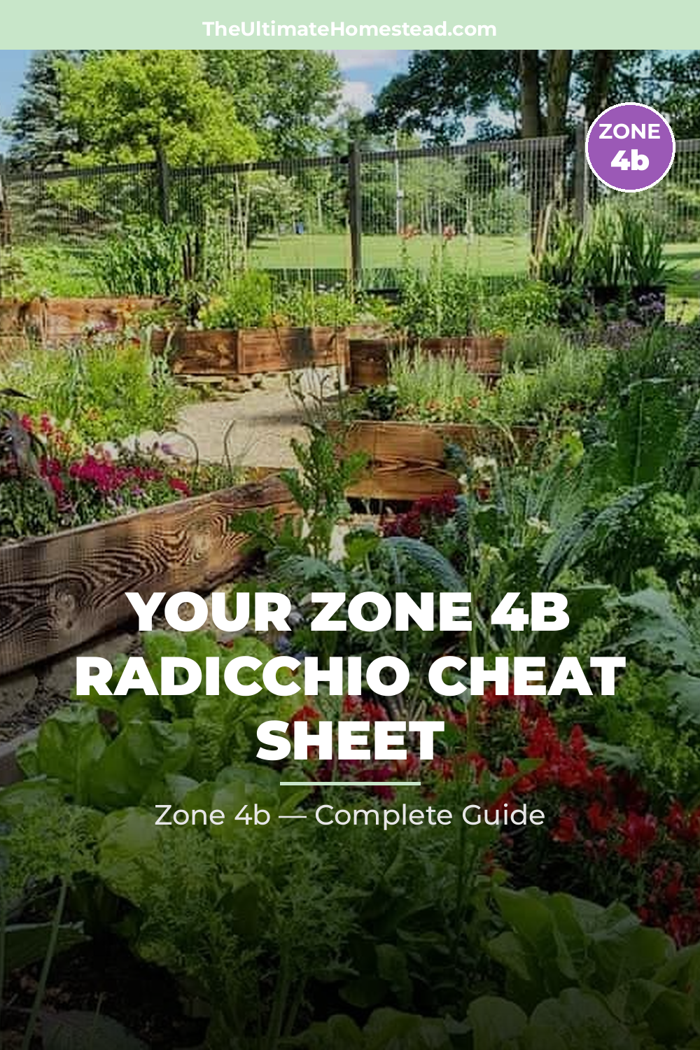 When to Plant Radicchio in Zone 4b