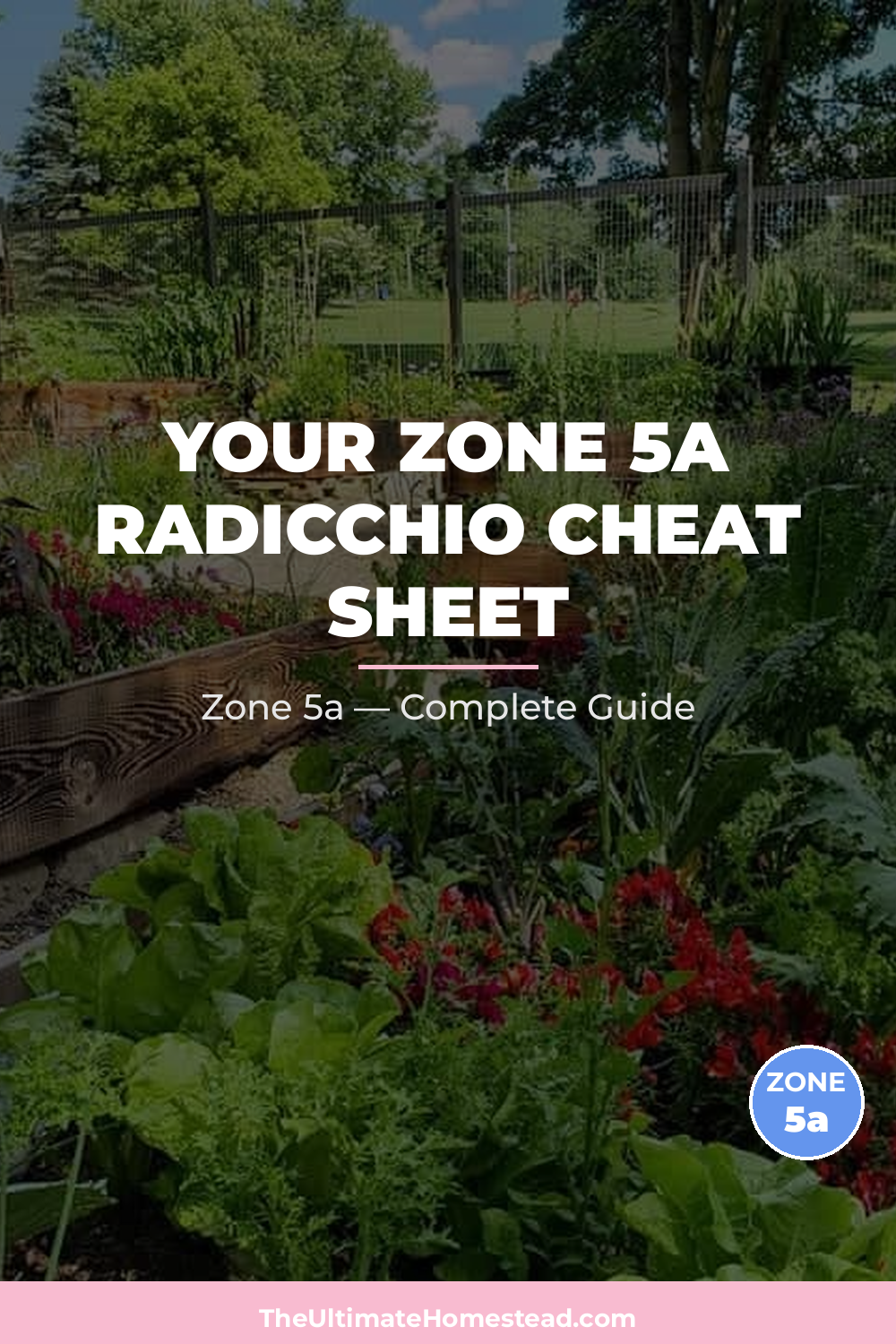 When to Plant Radicchio in Zone 5a