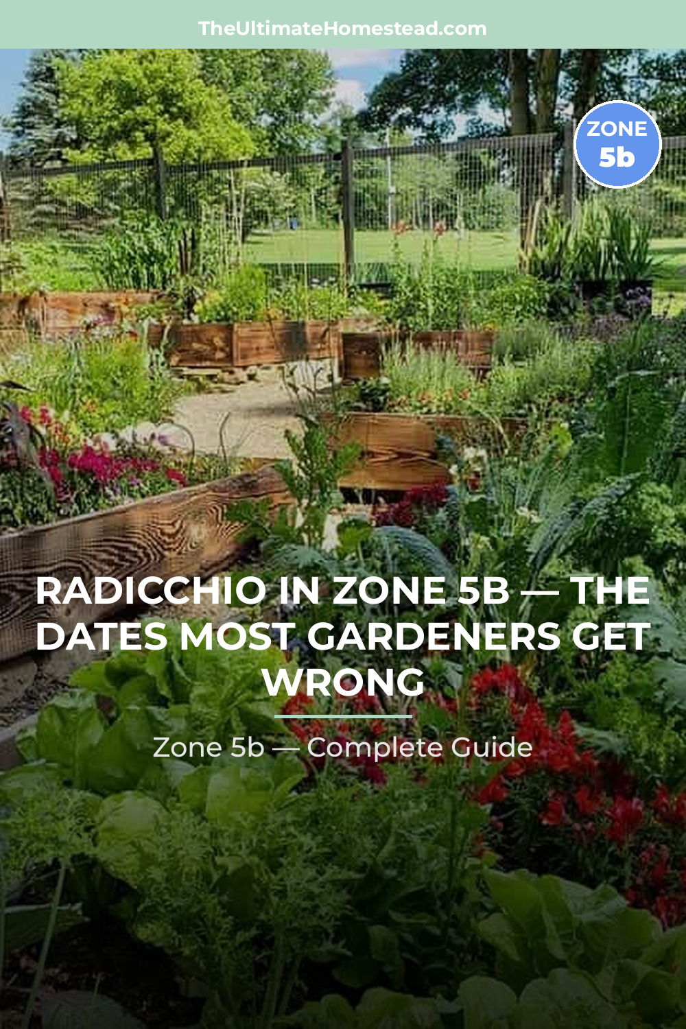 When to Plant Radicchio in Zone 5b