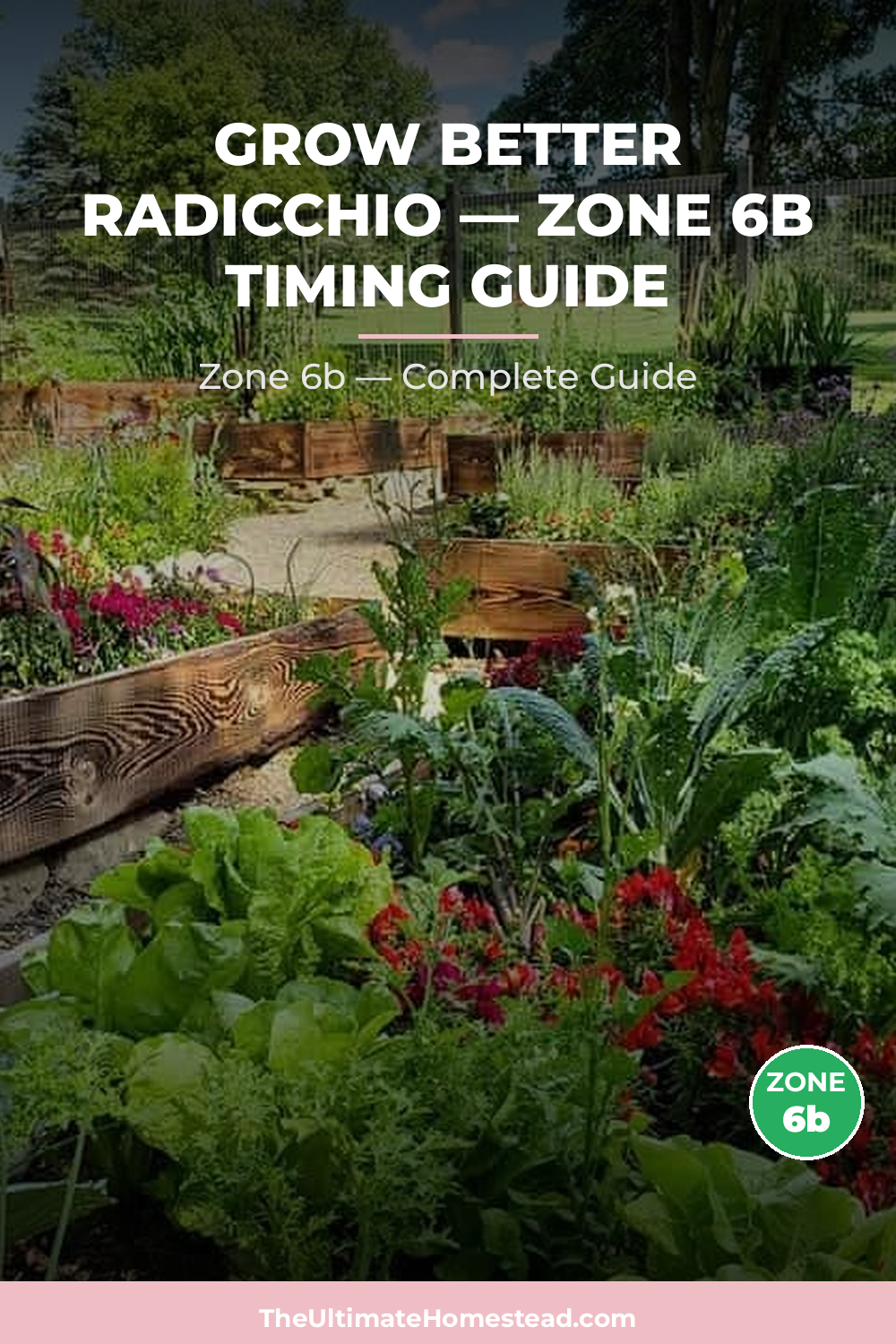 When to Plant Radicchio in Zone 6b