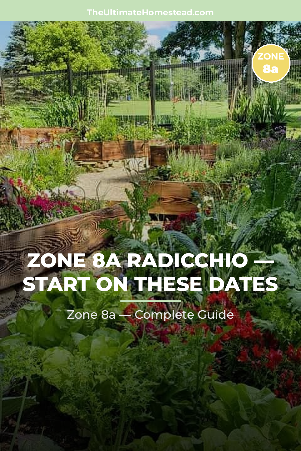 When to Plant Radicchio in Zone 8a