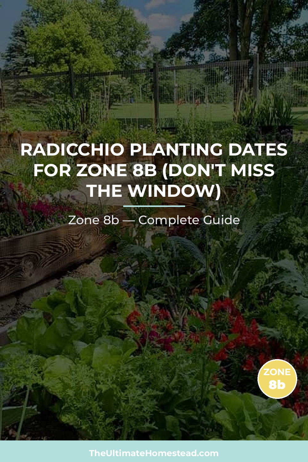 When to Plant Radicchio in Zone 8b