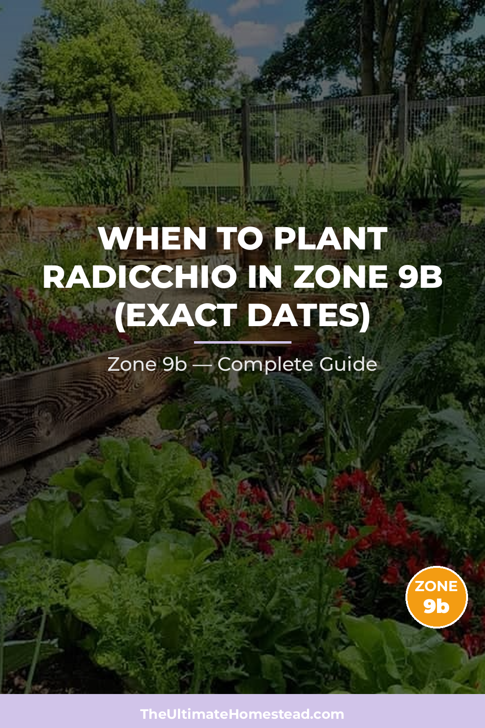 When to Plant Radicchio in Zone 9b