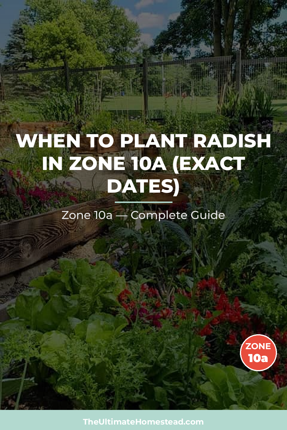 When to Plant Radish in Zone 10a