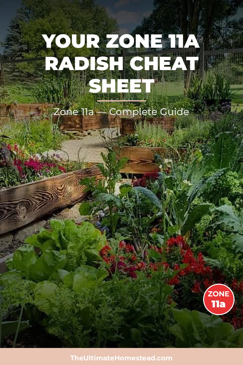 When to Plant Radish in Zone 11a