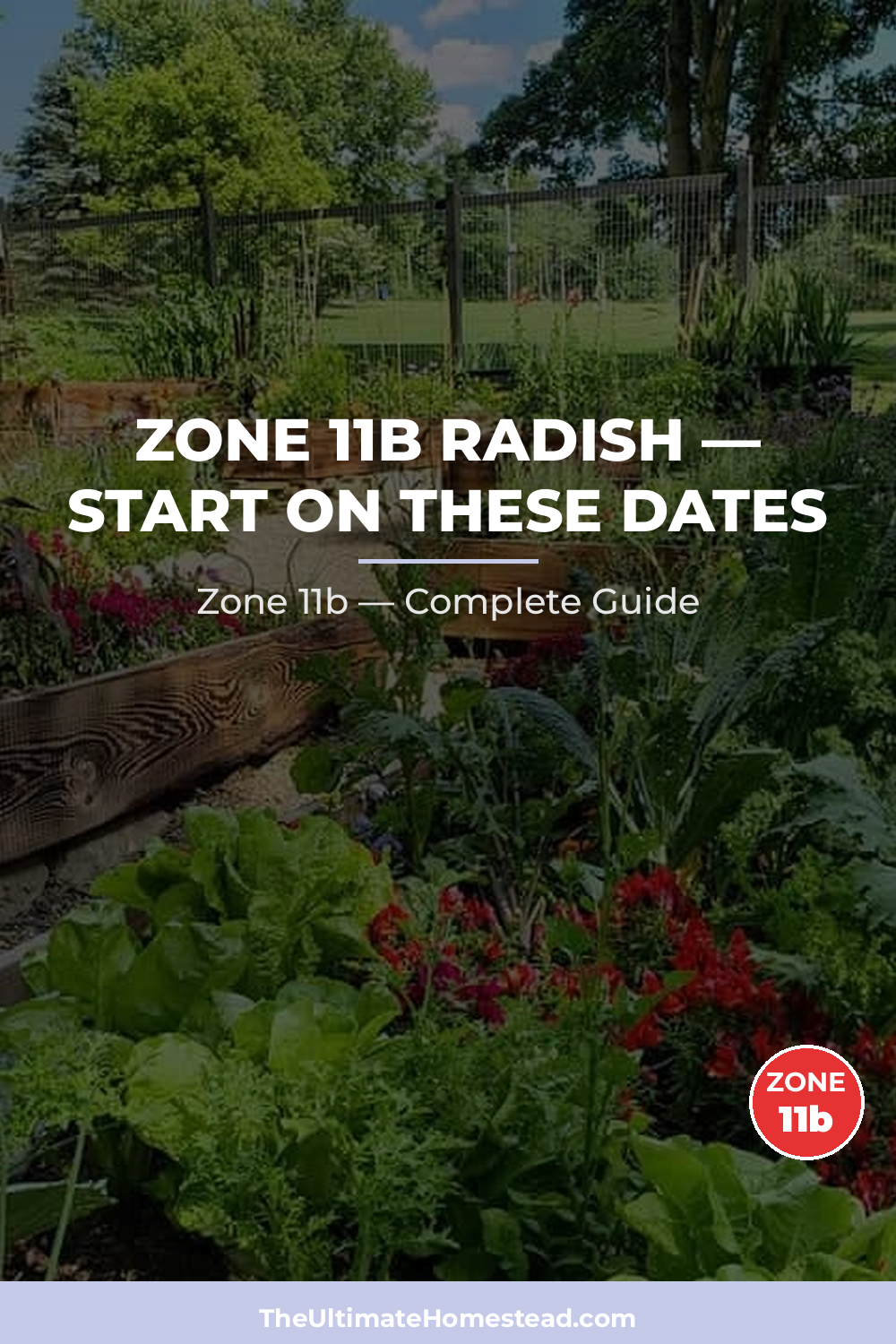 When to Plant Radish in Zone 11b