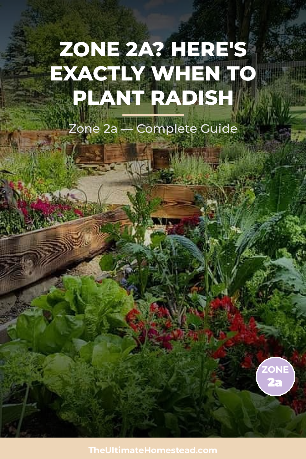 When to Plant Radish in Zone 2a