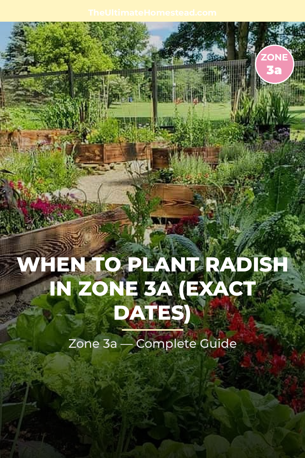 When to Plant Radish in Zone 3a