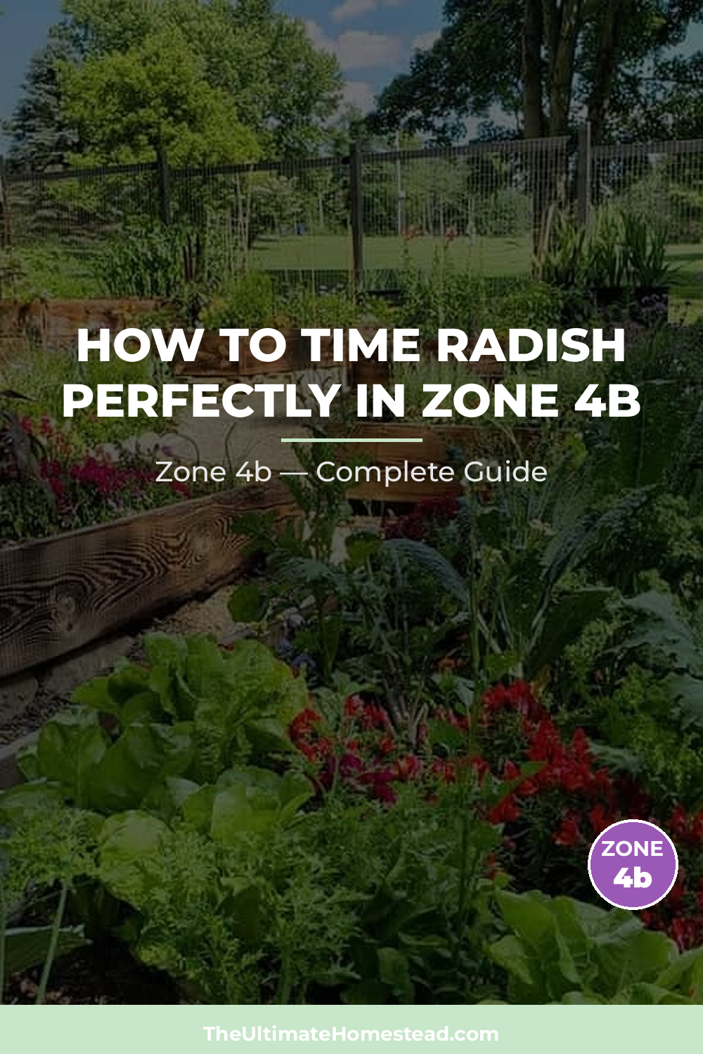 When to Plant Radish in Zone 4b