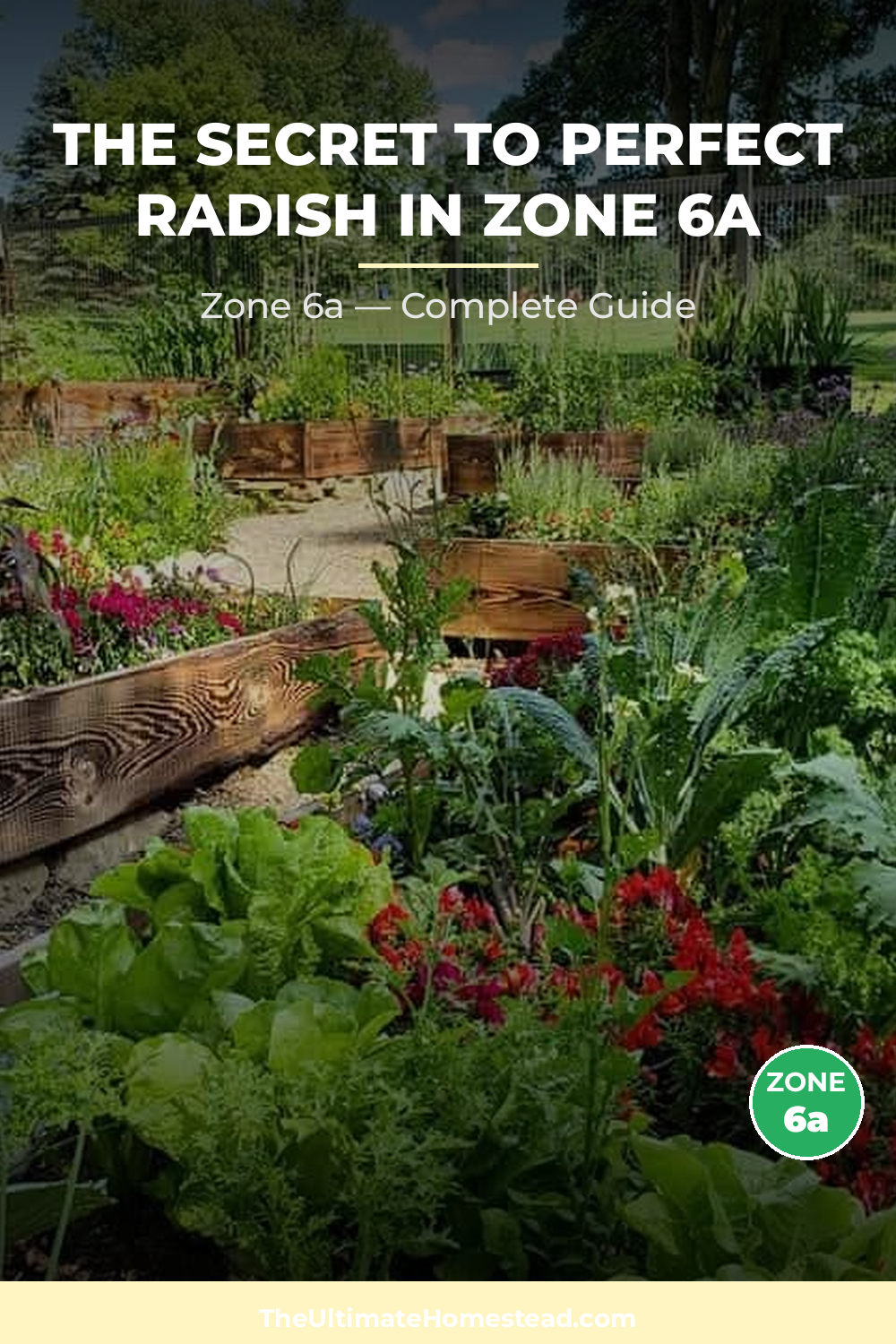 When to Plant Radish in Zone 6a