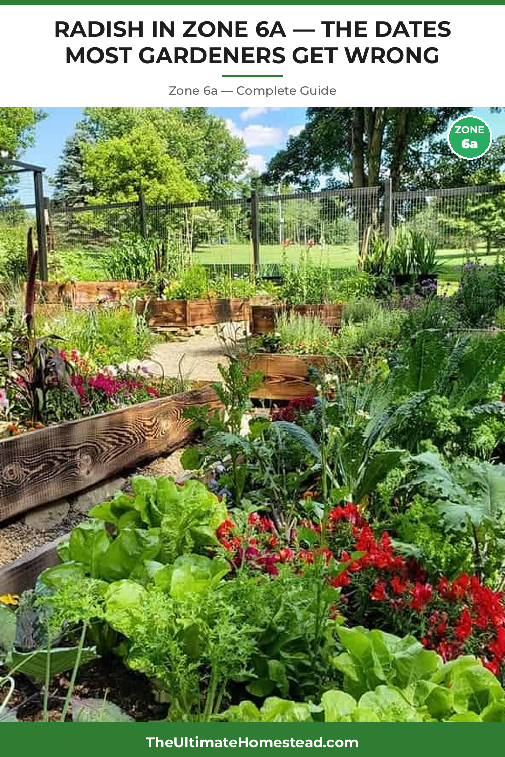 When to Plant Radish in Zone 6a