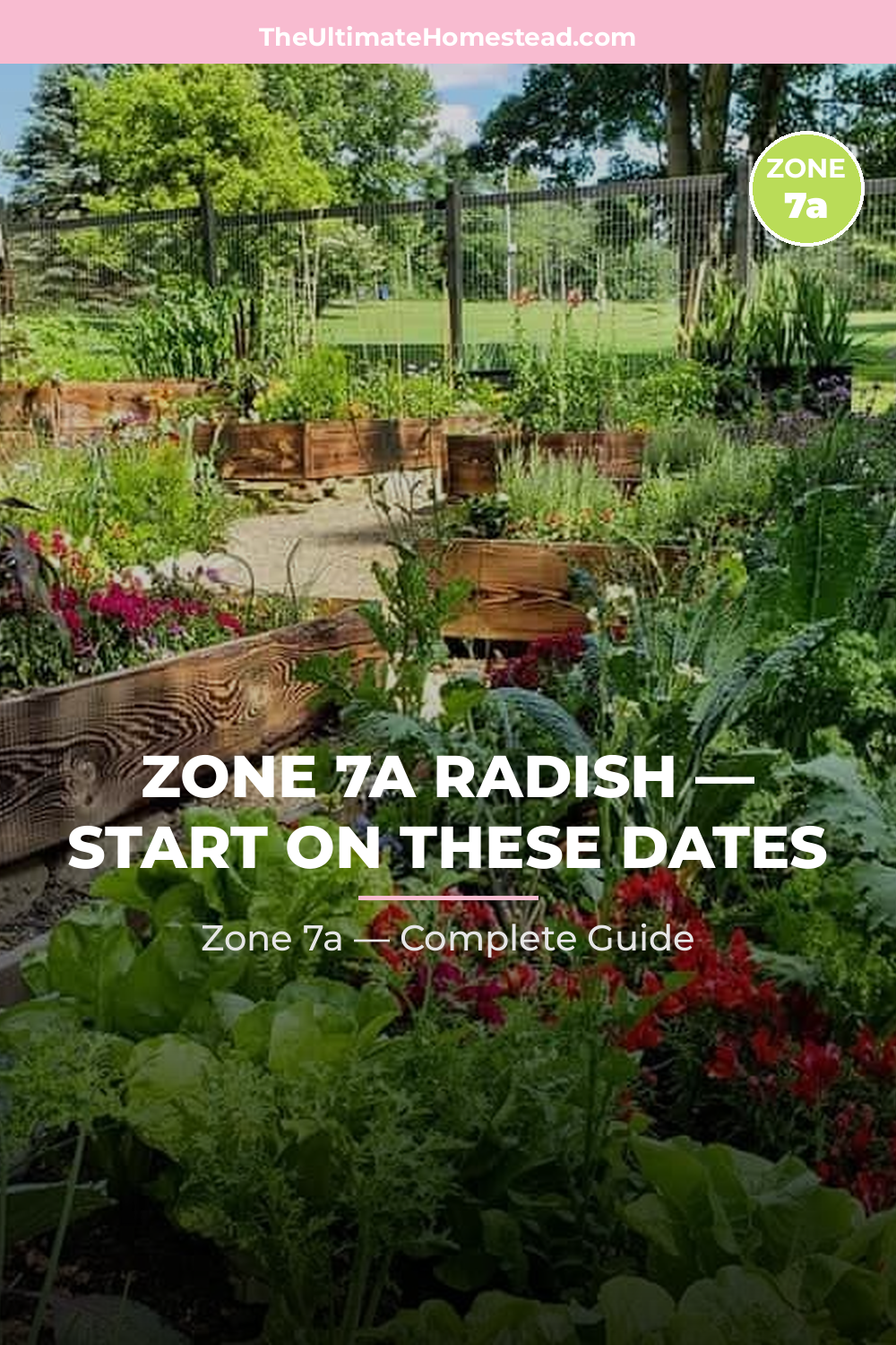When to Plant Radish in Zone 7a