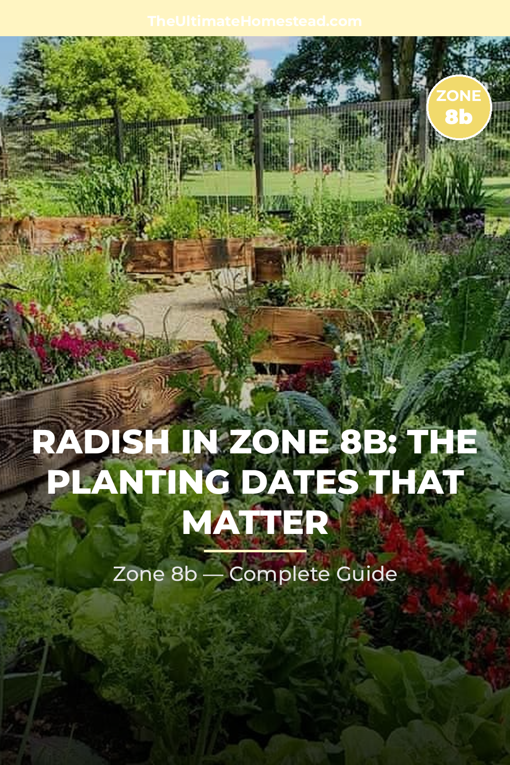 When to Plant Radish in Zone 8b