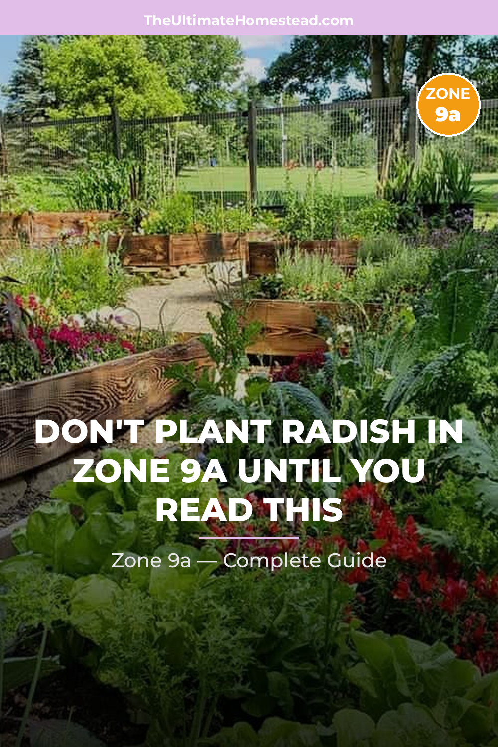 When to Plant Radish in Zone 9a