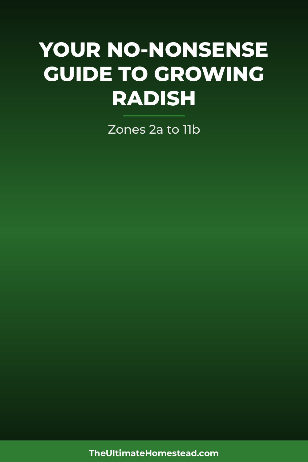 Radish Planting Guide